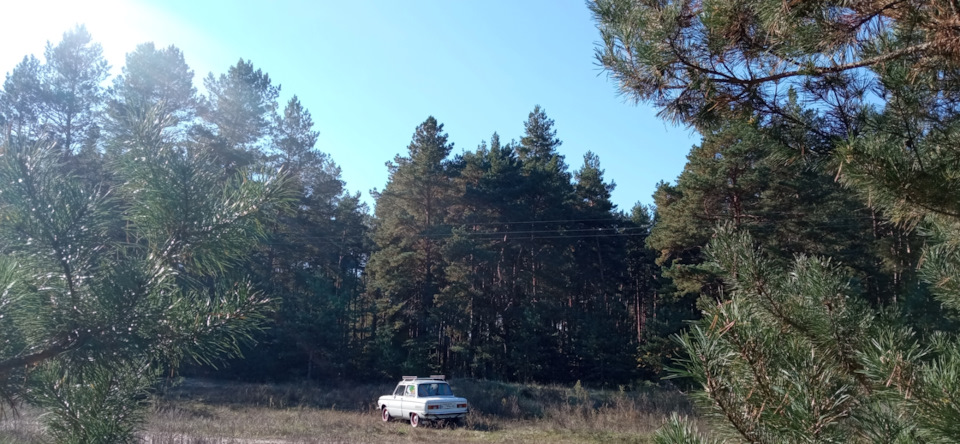 Осінній похід за грибами 5