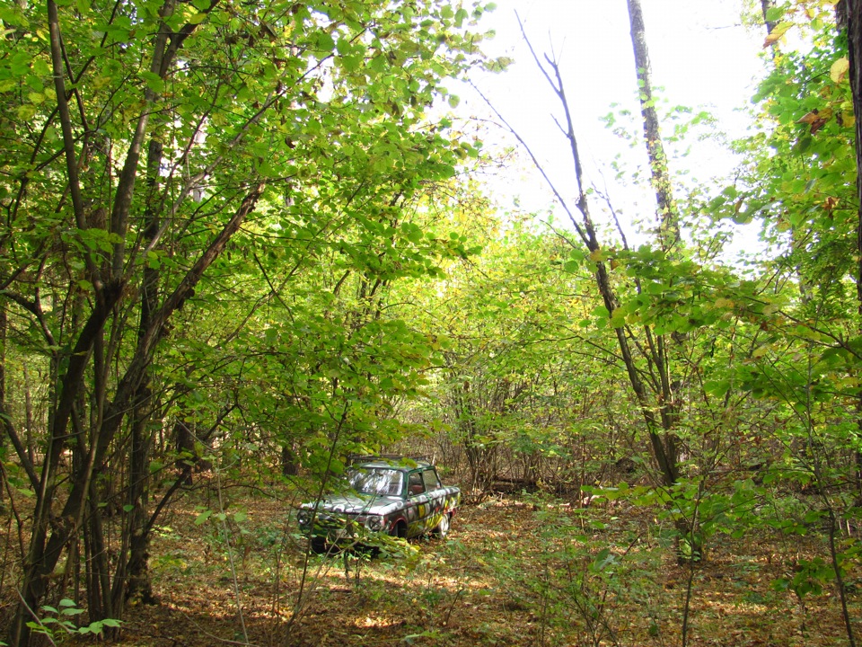 у лісі) 3