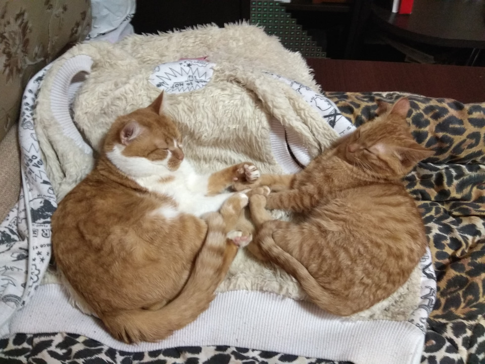 Кіт залишився... 3