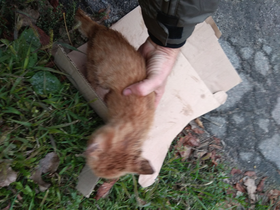 Порятунок кота, Кардана Зазовича 1