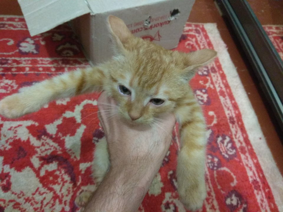 Порятунок кота, Кардана Зазовича 4