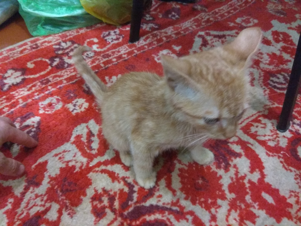 Порятунок кота, Кардана Зазовича 3