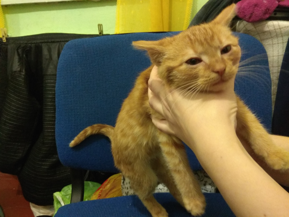 Порятунок кота, Кардана Зазовича 5