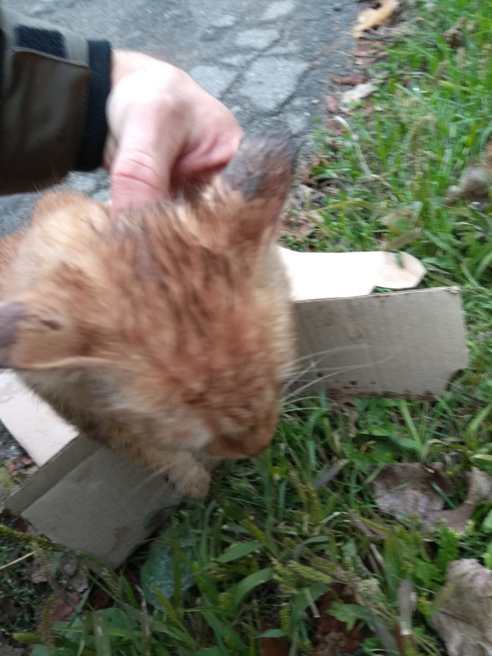 Порятунок кота, Кардана Зазовича 2
