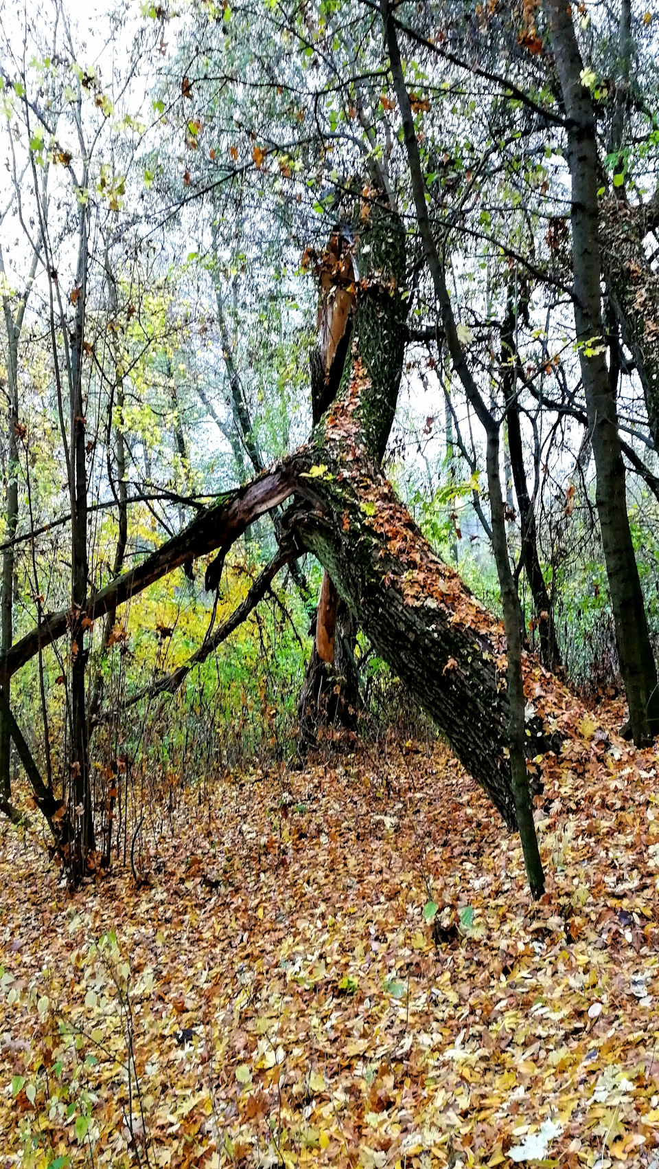 Осінні катульки 3