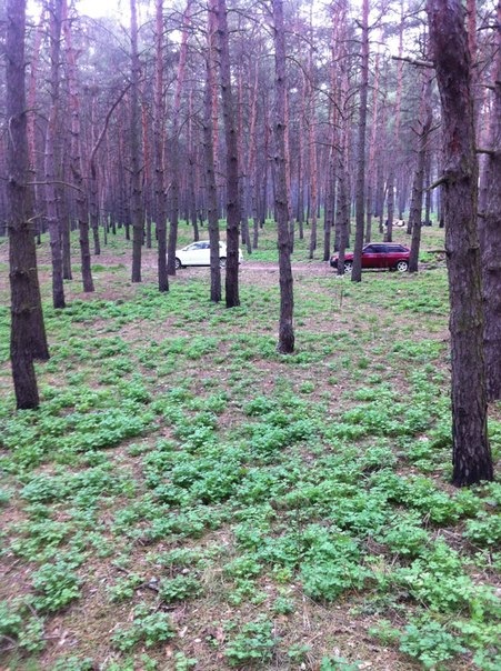 Д2 на пікничку!) 2
