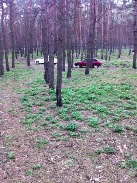 Д2 на пікничку!) 1