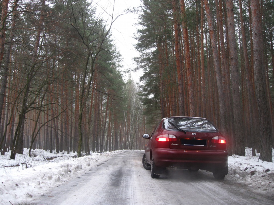Зимовий ліс 5