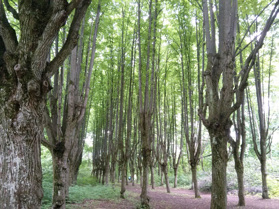 4. Поїздка до Шарівки. 3