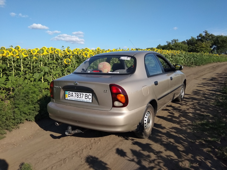 Соняшникове фото ))) 4