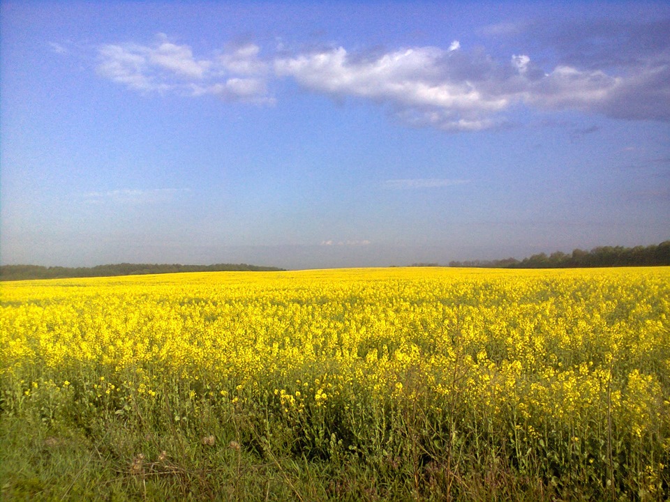 Фаркоп (причіпний) 1